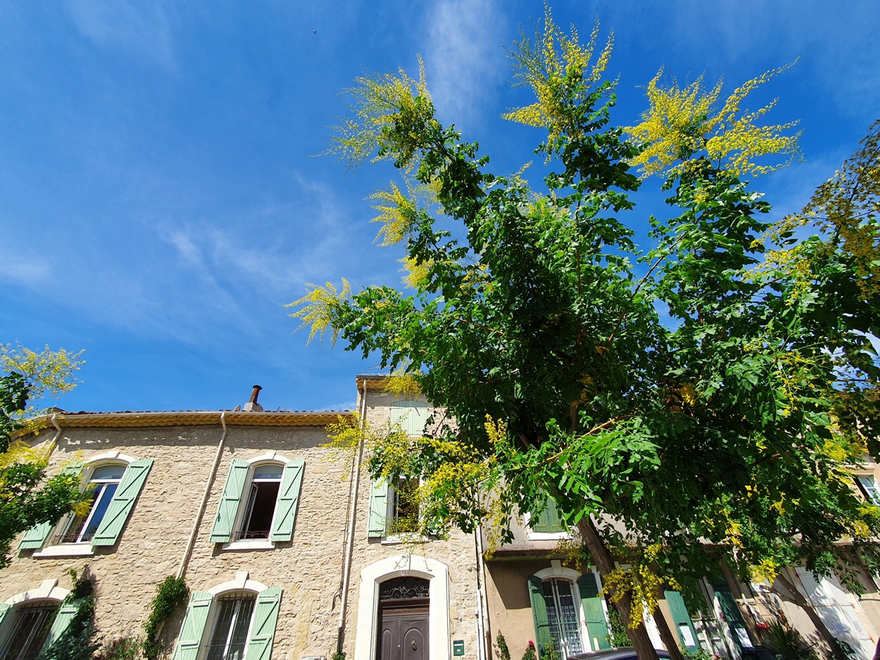 Alignan-du-Vent with mimosas Alignan-du-Vent with mimosas