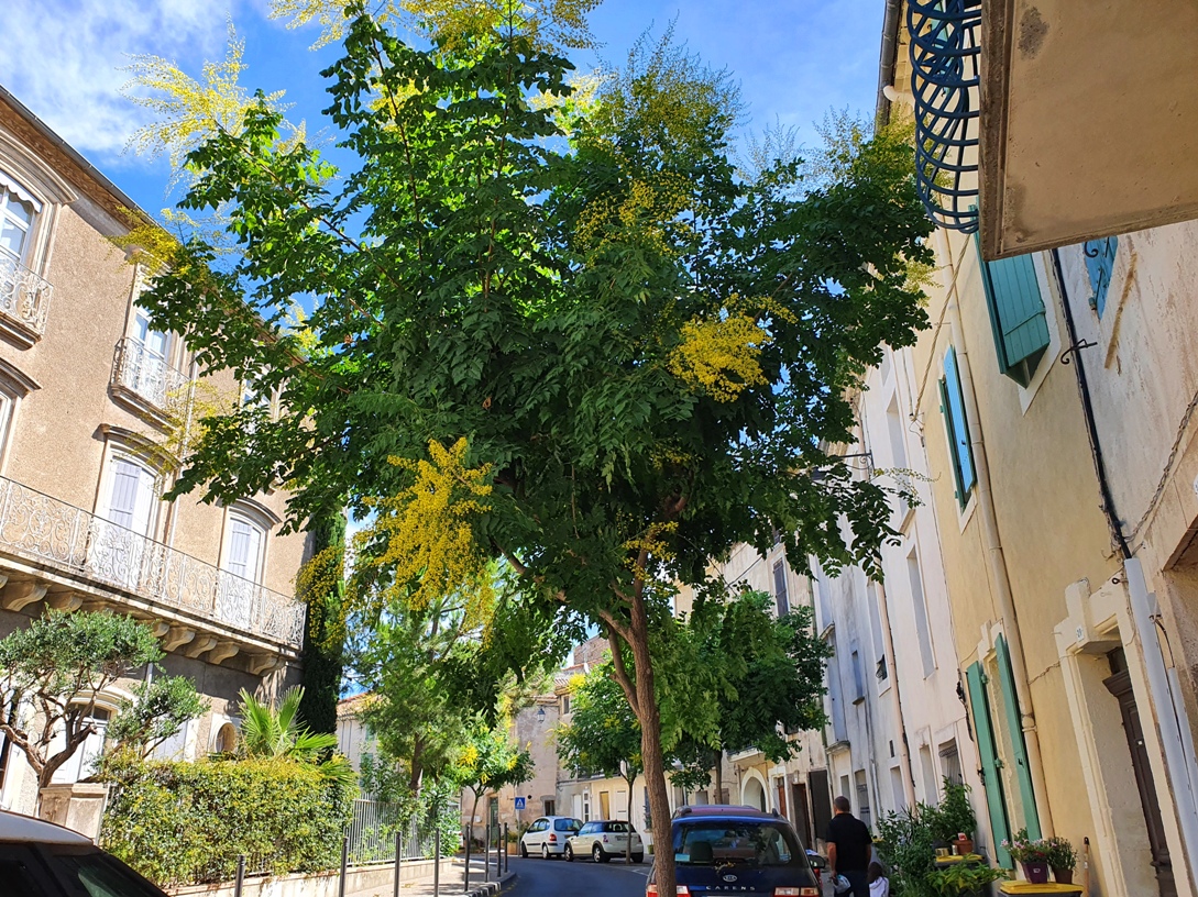 Alignan-du-Vent with mimosas Alignan-du-Vent with mimosas