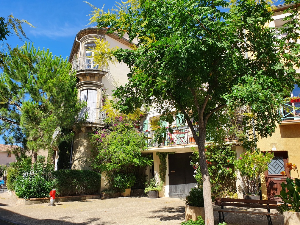 Alignan-du-Vent with mimosas Alignan-du-Vent with mimosas