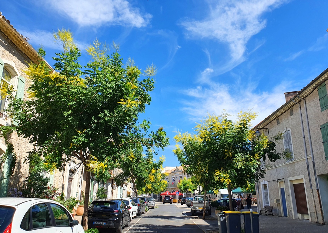 Alignan-du-Vent with mimosas Alignan-du-Vent with mimosas