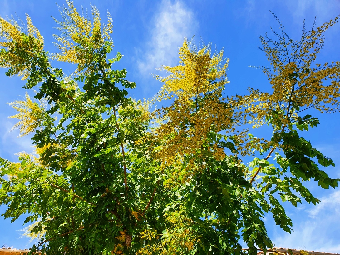 Alignan-du-Vent with mimosas Alignan-du-Vent with mimosas