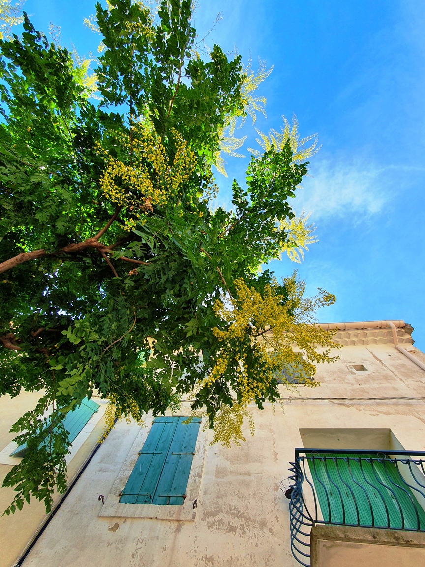 Alignan-du-Vent with mimosas Alignan-du-Vent with mimosas