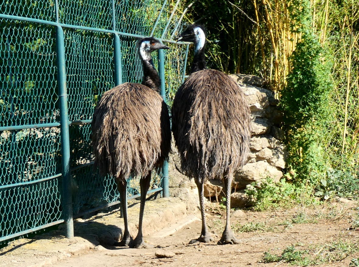 Jardin de Saint Adrien, Servian