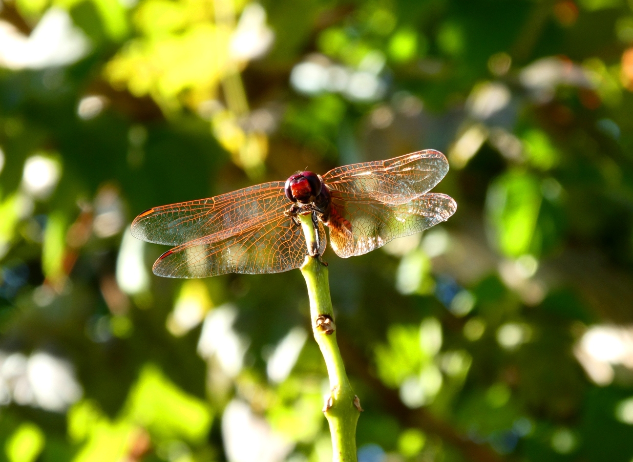 Jardin de Saint Adrien, Servian