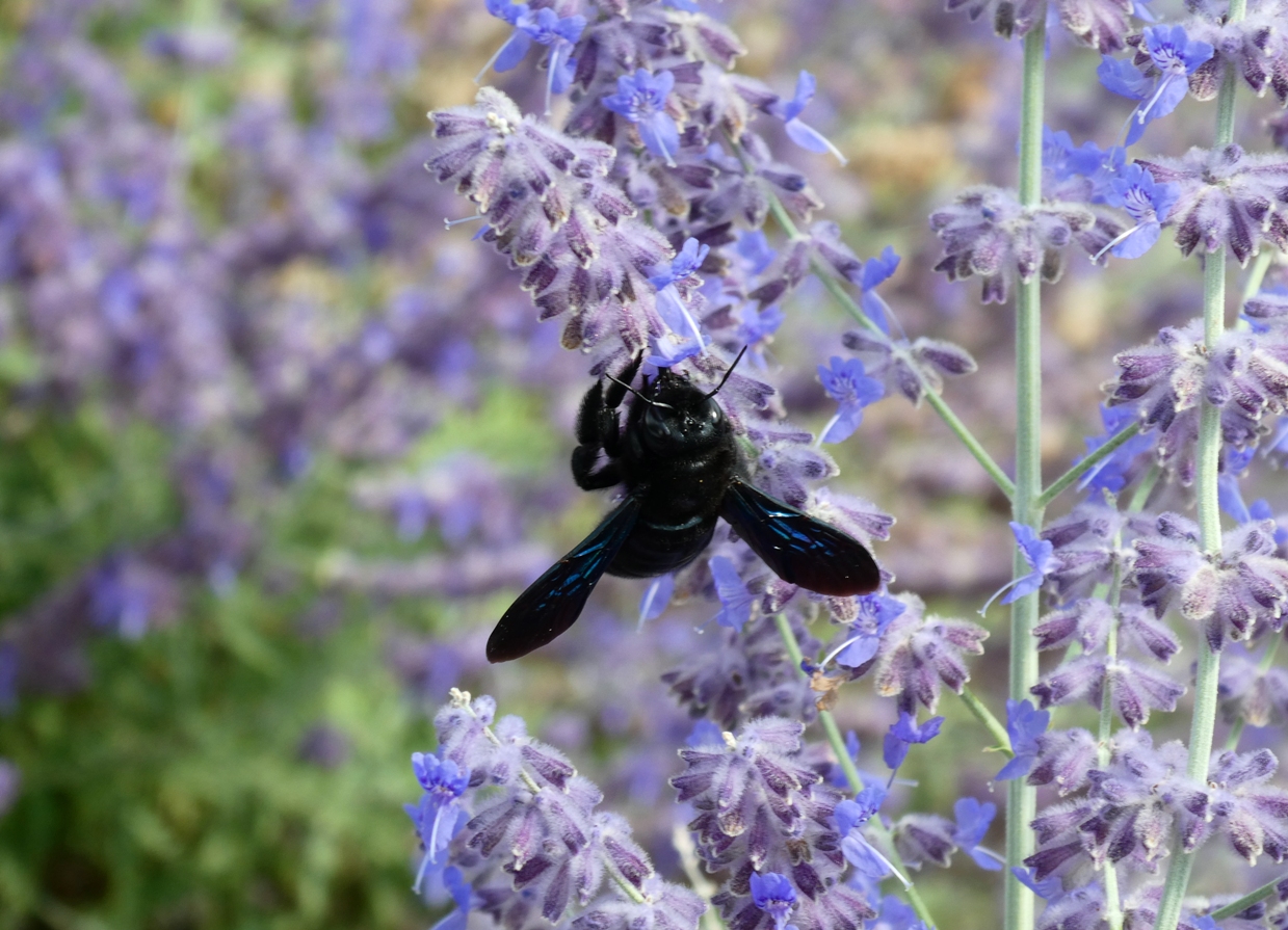 Jardin de Saint Adrien, Servian